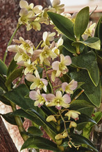 Orchid Bloom On  A Tropical Tree Brach