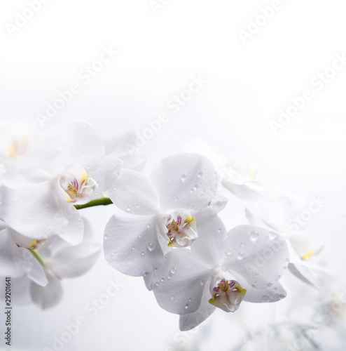 Naklejki kwiaty  biala-orchidea-na-wodzie