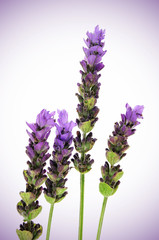 Poster - lavender