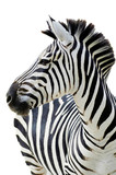 Fototapeta Zebra - Grant's zebra (Equus quagga boehmi) isolated