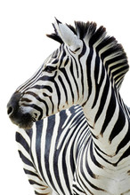 Grant's Zebra (Equus Quagga Boehmi) Isolated