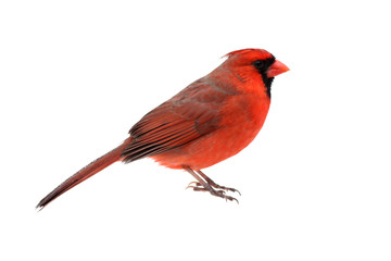 Sticker - Isolated Cardinal On White