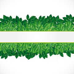 Wall Mural - natural background with green leaves, grass and dew.