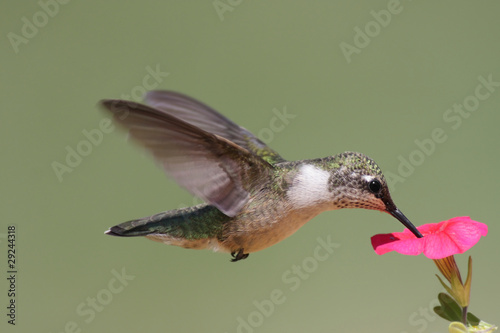 Plakat na papierze fotorealistycznym Młodociany rubinowy koliber (archilochus colubris)