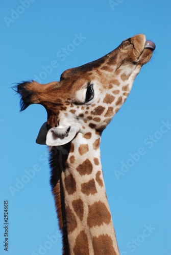 Plakat na papierze fotorealistycznym Żyrafa