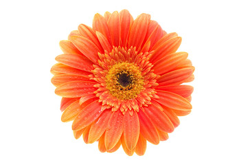 Orange flower on isolated white background