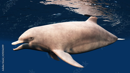 Board z aluminiowym obramowaniem Dolphin