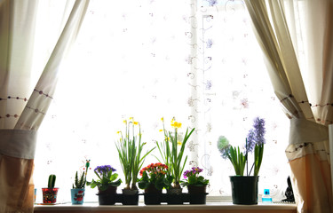 Wall Mural - Fresh spring flowers on window display