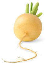 Isolated Turnip. One Yellow Turnip Isolated Over White Background
