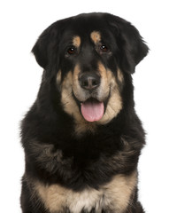 Mixed-breed dog panting, 5 months old, in front of white backgro