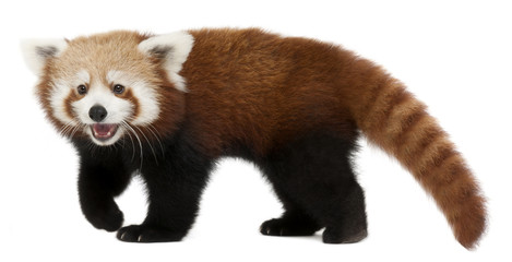 Wall Mural - Young Red panda or Shining cat, Ailurus fulgens, 7 months old