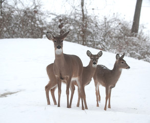 Wall Mural - Whitetail deer does in snow