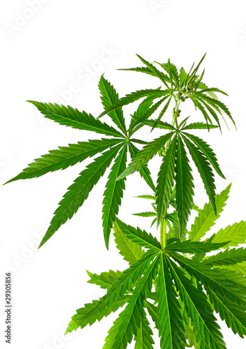 Naklejka na szybę Cannabis plant