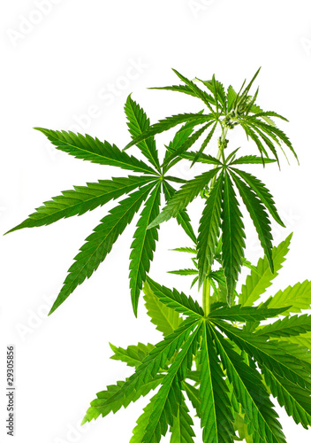 Naklejka dekoracyjna Cannabis plant