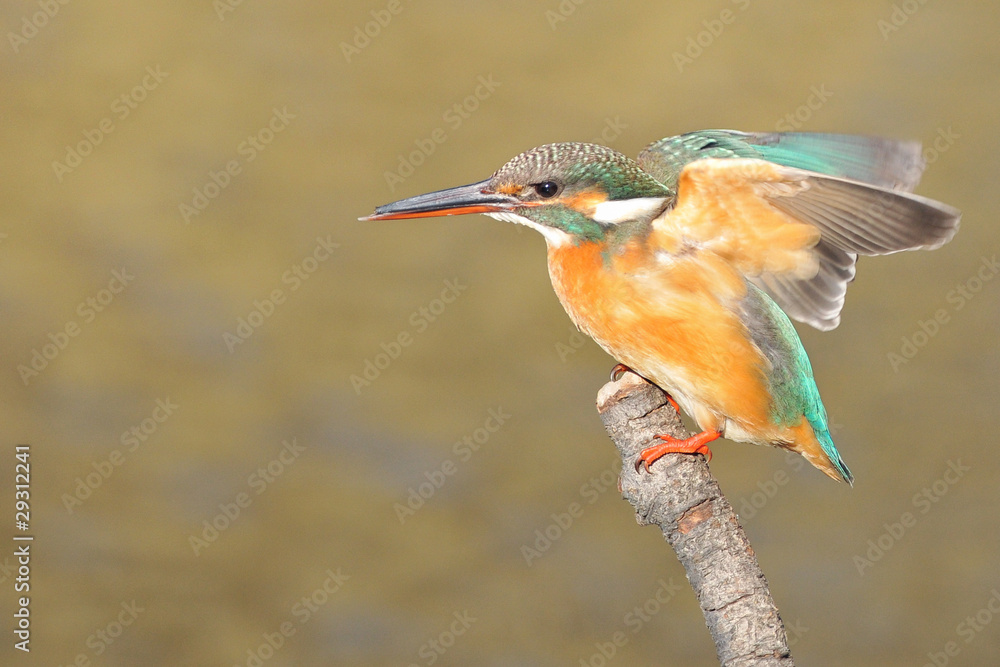 止まり木で羽ばたくカワセミ の Stock フォト | Adobe Stock