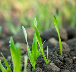 Poster - Early morning dew on green cereal sprouts