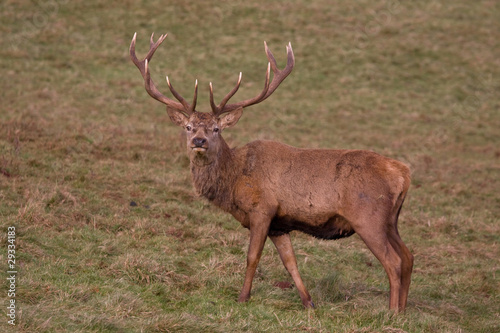 Fotoboard na płycie Alert jeleń jeleń (cervus elaphus)