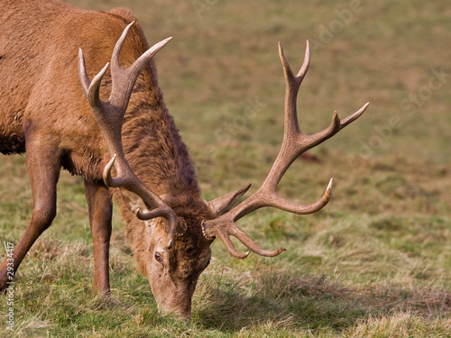 Fotoboard na płycie Poroże jelenia jeleniego (cervus elaphus)