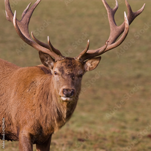 Fotoboard na płycie Samce jelenia (cervus elaphus) w zimie