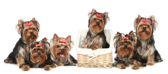 Sticker - Yorkshire Terrier puppies, group posing on a white background