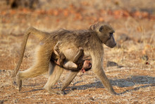 Chacma Baboon With Baby