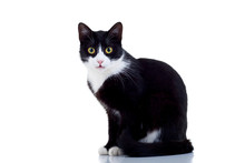 Black And White Male Cat