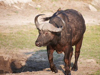 Wall Mural - Buffalo (Syncerus caffer) in the wild