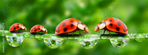 Fotografía Ladybugs family on a grass bridge.