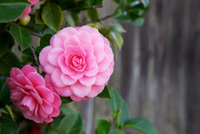 Two Camelia Blooms
