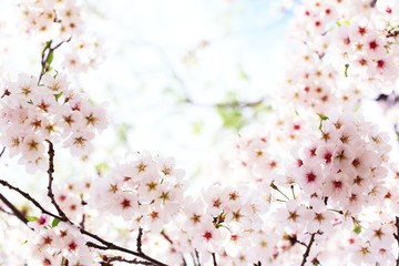 Fotomurales - Spring blossom