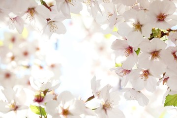 Fotomurales - Spring blossom
