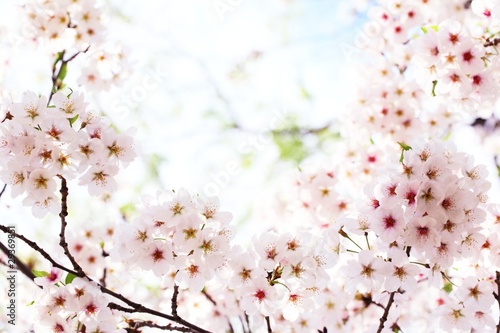 Spring blossom