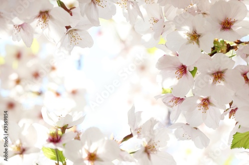 Spring blossom