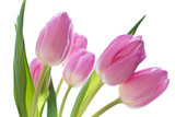 Fototapeta Tulipany - pink tulips