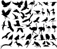 Vector Illustration Of Various Birds Silhouettes