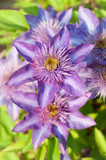 Fototapeta Maki - Purple Clematis Flowers