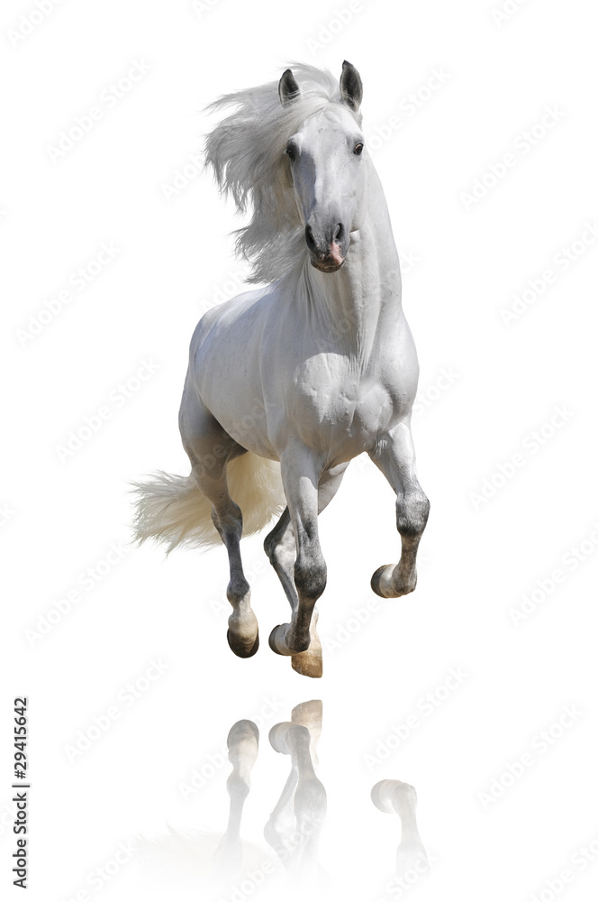 white horse isolated - obrazy, fototapety, plakaty 