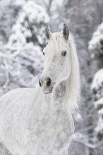 White Horse In Winter