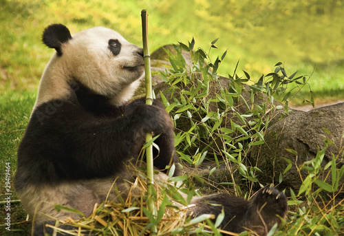 Obraz na płótnie canvas czteroczęściowy "tetraptyk" Panda