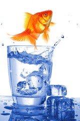 Wall Mural - goldfish in glass water