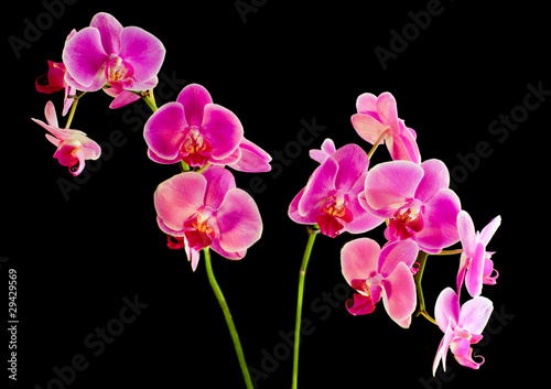 Obraz na płótnie canvas czteroczęściowy "tetraptyk" Kwiat różowy storczyk - phalaenopsis