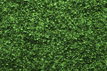 Green Box Hedge Background With Green Leaves