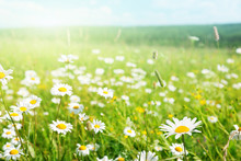 Field Of Daisy Flowers