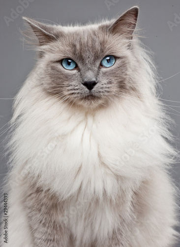 Board z aluminiowym obramowaniem Rodowód ragdoll