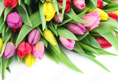 Spring tulip flowers