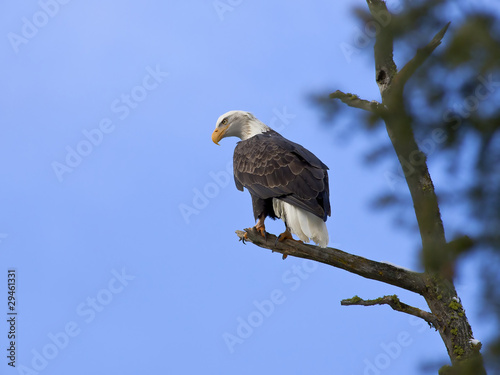 Tapeta ścienna American bald eagle na drzewie.