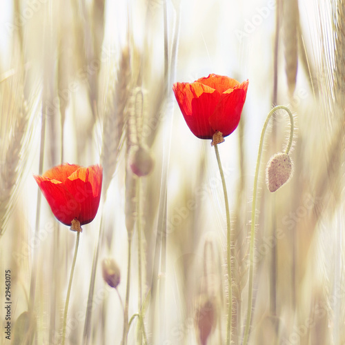 Nowoczesny obraz na płótnie Poppies