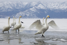 Group Of Swans