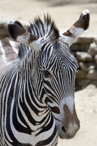 Obraz na płótnie canvas Zebra grevy'ego 2549
