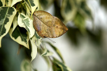 Indian Leafwing Butterfly
